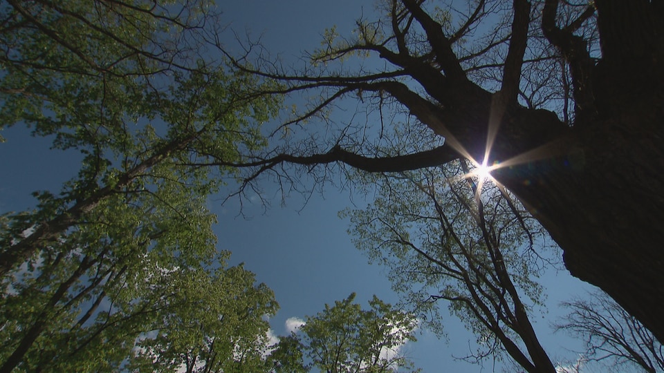 Quebec trees were destroyed by a gypsy moth caterpillar. 