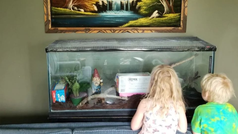 Two children from behind looking at the snake in the fish tank. 