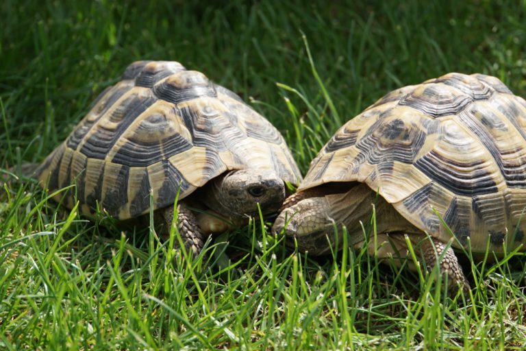 Feeding Your Hermann’s Tortoise: Nutritional Needs and Diet Plans